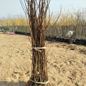 高產(chǎn)量的味帝李子樹苗、味帝李子樹苗病蟲害防治技巧