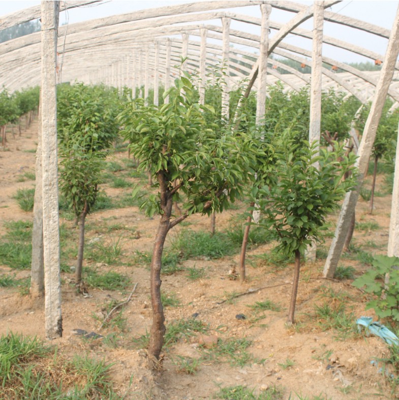 哪里有味馨李子苗,味馨李子苗大型种植园需修剪什么树形