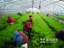 眉山市大的中药材黄精-半夏种植基地直供荒地变宝重庆协禾农业科技有限公司图片5