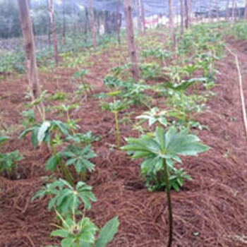陜西漢中大的金果欖種植基地重慶協(xié)禾農(nóng)業(yè)科技有限公司