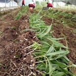 陕西药材黄精-金果榄种植基地直供让你买卖不愁重庆协禾农业科技有限公司图片1