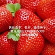 草莓种子，草莓种子价格