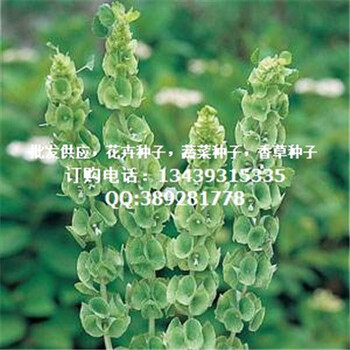 批發(fā)零售貝殼花種子，園林景觀，道路綠化，出芽率高