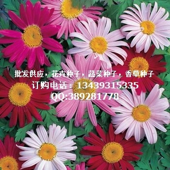 供應除蟲菊種子，香草種子，驅蚊草種子
