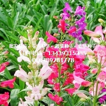 供應(yīng)釣鐘柳種子，園林綠化工程，盆栽花卉，易活草籽花籽