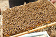 景德鎮蜂蜜零售價格