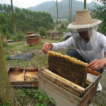 萍乡蜂蜜零售价格