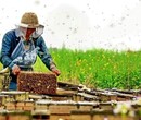 江西蜂蜜多少钱一斤图片