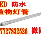 LED植物生长灯蔬菜育苗补光灯盆栽多肉植物灯,LED植物生长灯