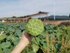 长沙农家乐周边一日游团建野炊烧烤亲子游好地方推荐