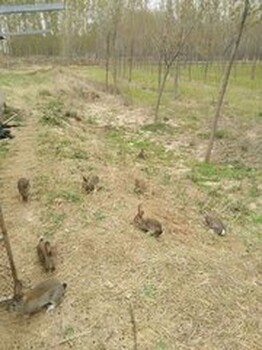 长汀县公羊兔养殖杂交野兔种兔场
