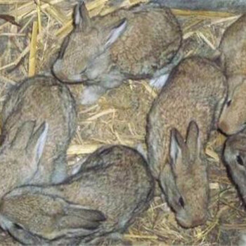 平昌县散养肉兔兔子怎么养殖