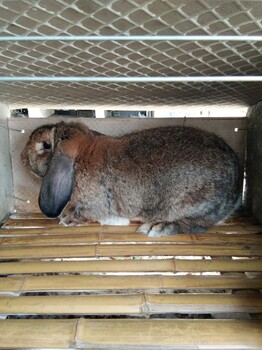 潮南肉兔价格獭兔种兔多少钱一只