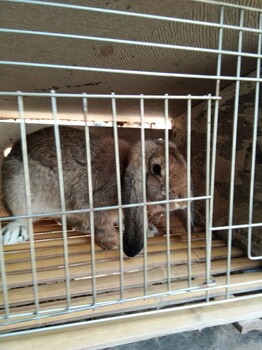 马龙县法系獭兔肉兔种兔哪里有卖的