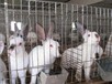 散养杂交野兔技术甘肃可以养殖肉兔