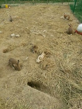 南湖甘肃野兔养殖场甘肃肉兔养殖场