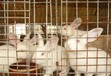 平罗县哪里卖獭兔种兔甘肃哪里养殖种兔