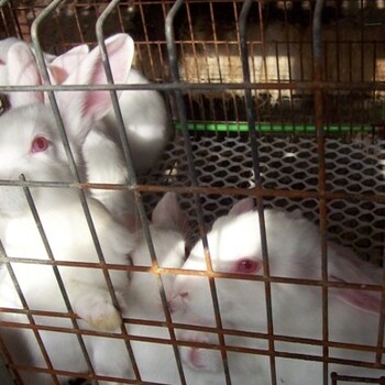 宜城2019肉兔价格张掖杂交野兔养殖基地