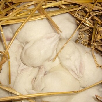 石龙甘肃杂交野兔养殖场常年回收商品兔