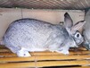 余江县肉兔种兔批发常年回收商品兔