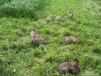 金东獭兔种兔多少钱一只肉兔哪里有卖的图片5