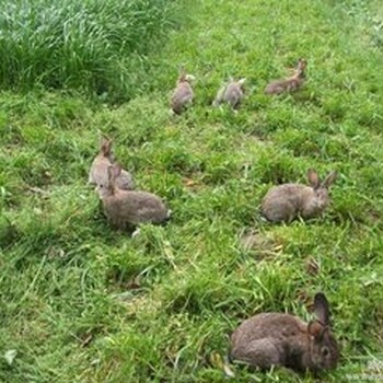 开远甘肃杂交野兔养殖场长毛兔种兔多少钱一只