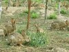 茅箭甘肃杂交野兔养殖场长毛兔种兔多少钱一只