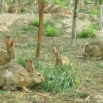 金东獭兔种兔多少钱一只肉兔哪里有卖的