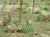 将乐县伊拉肉兔多少钱甘肃哪里养殖种兔