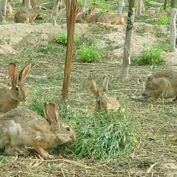 文水县獭兔种兔养殖场常年回收商品兔