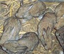 淮阳县散养杂交野兔基地肉兔哪里有卖的图片