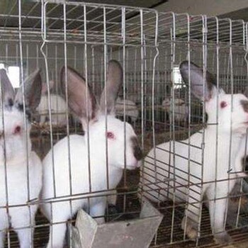 伊犁新西兰兔养殖基地