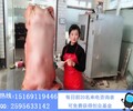 宁静烤大猪加盟店要多少钱