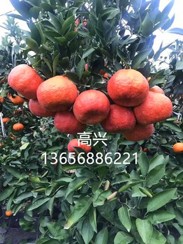 媛紅椪柑枝條黃美人愛(ài)媛48明日見(jiàn)象山橘子苗