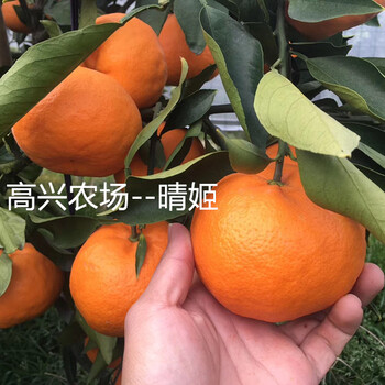 晴姬象山爱媛系列新品日本水果