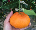 象山甘平爱媛34正宗象山柑橘新品日本品种