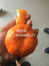 明日见柑橘苗种植技术象山晓塘图片
