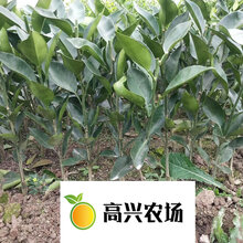 象山甘平柑橘苗优质甘平苗价格图片