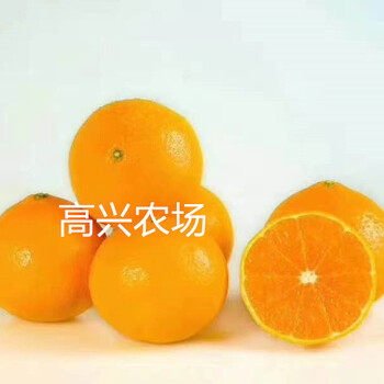 象山新品柑橘愛媛43愛媛46愛媛50愛媛系列枝條