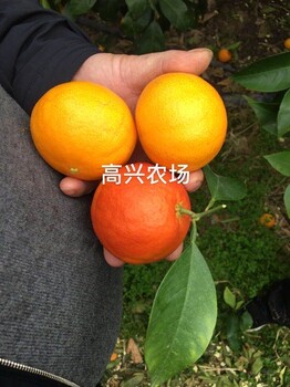 黄美人柑橘种植技术嫁接枝条技术
