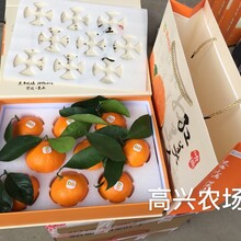 象山红美人柑橘礼盒装象山晓塘图片