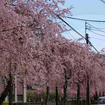 日本櫻花八重紅垂枝櫻日本枝垂櫻適合地栽盆景盆栽