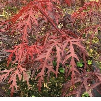 园林绿花苗木庭院植物日本红枫石榴红羽毛枫树苗稻叶红羽毛枫