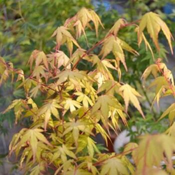 九農(nóng)日本紅楓金桿楓樹苗日本紅楓黃桿楓四季觀賞紅楓樹苗