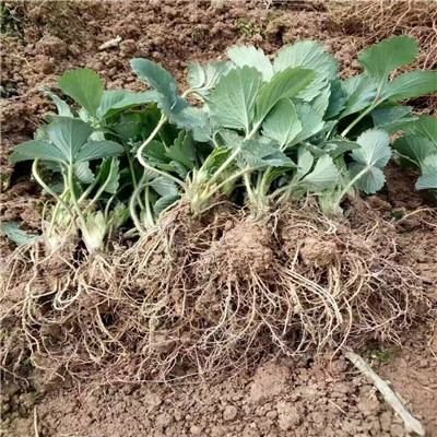 雪蜜草莓苗、雪蜜草莓苗繁育出售基地