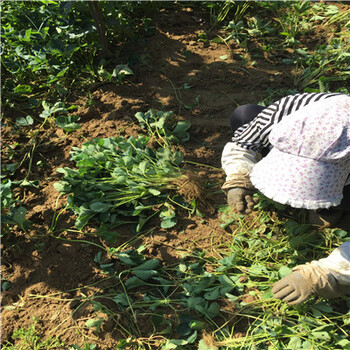 2019年新丰香草莓苗怎么卖的