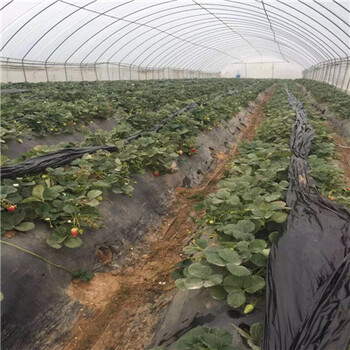 新品种草莓苗章姬草莓苗新品种草莓苗价钱及报价