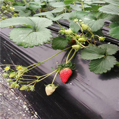 贵州晶玉草莓苗网上价格