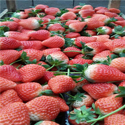 浙江奶油草莓苗市场价格多少钱
