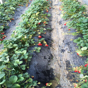新疆美国十三号草莓苗多少钱一棵